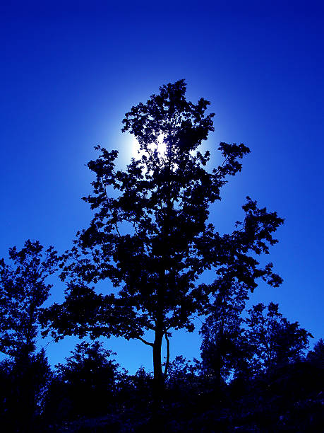 Blue Tree stock photo