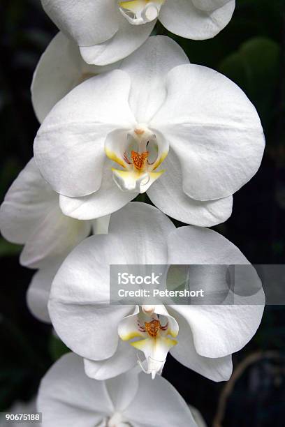Orchid Foto de stock y más banco de imágenes de Orquídea - Orquídea, Colorido, República de Singapur