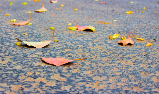 istock Fallen leaves on asphalt road in autumn 906752440