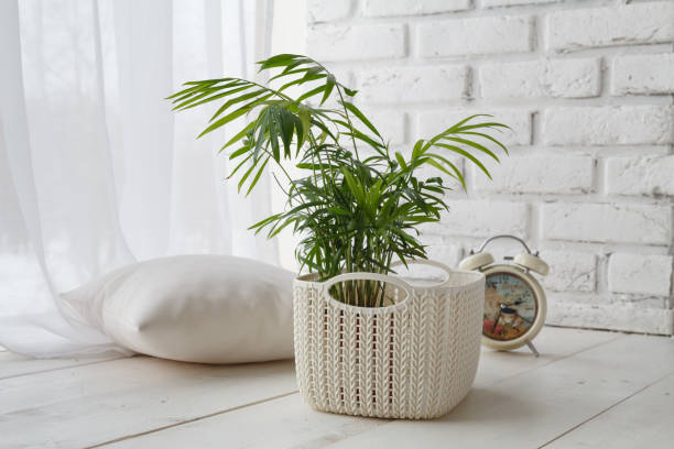 istock Concept of courting domesticated plants 906752746