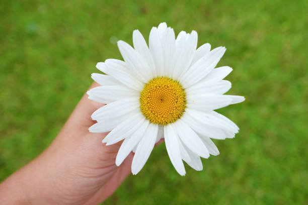 kamille blume nahaufnahme draufsicht - wildflower spring close up daisy stock-fotos und bilder