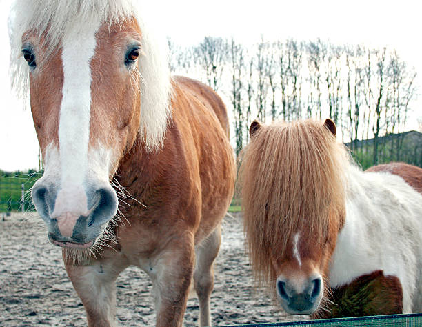 Horse and Pony stock photo