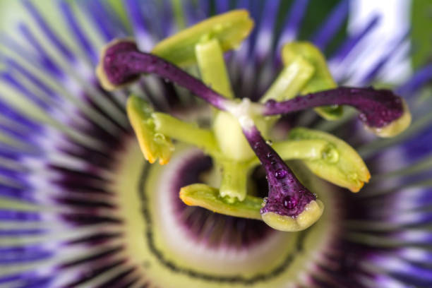 istock Passiflora passionflower with dew water drops . Big beautiful flower. 906758198
