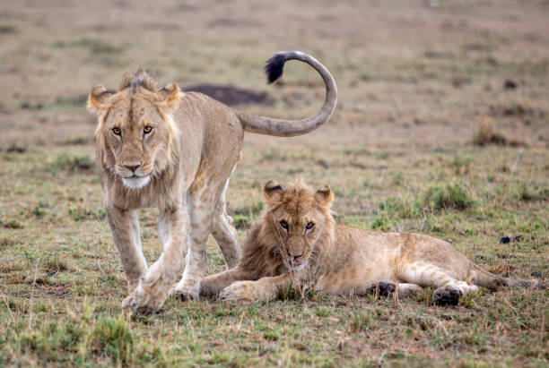 istock Young lion brothers in Amboseli, Kenya 906758742