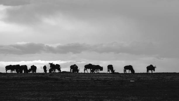 istock Wildebeests against a cloudy sky in Masai Mara, Kenya. Blacl and white image 906758782