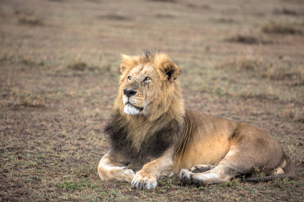 istock Male lion laying down in Amboseli, Kenya 906758880