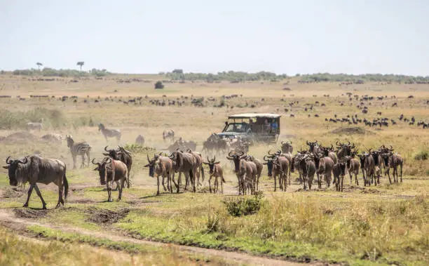 Herd of wildebeests on the savannah in Masai Mara, Kenya. Safari vehicle with tourists in the background