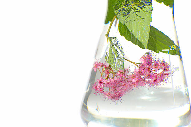 Herbal natural extract. aquatic plant extract in a laboratory flask on a white background. Herbal tincture. Homeopathy and alternative medicine. The Organic Pharmacy. organic beauty