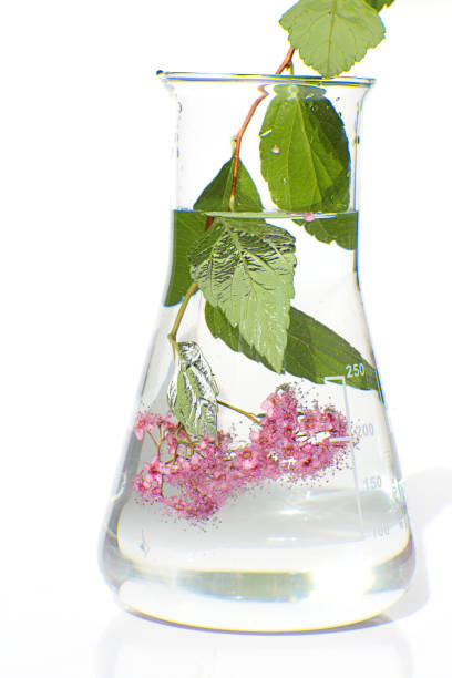 istock Herbal natural extract. aquatic plant extract in a glass laboratory flask on a white background. Herbal tincture. Homeopathy and alternative medicine. The Organic Pharmacy. organic beauty 906759346