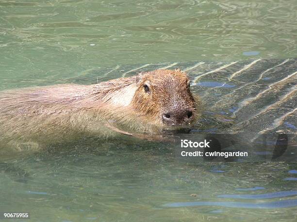 Capibara Foto de stock y más banco de imágenes de Agua - Agua, Animal, Capibara