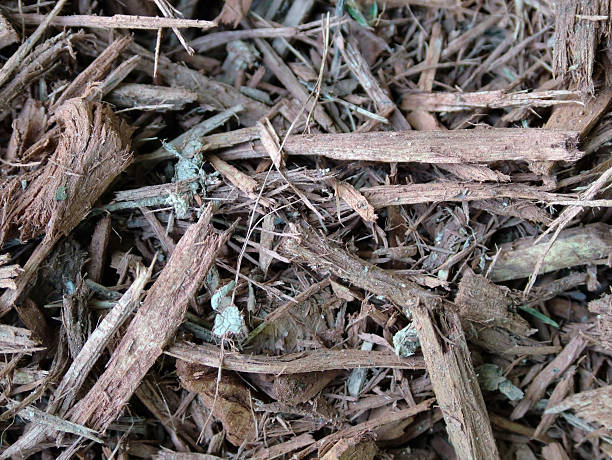 Cypress Mulch in Shade stock photo