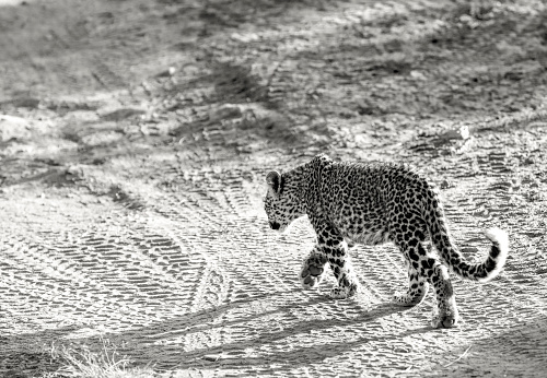 B&W image of leopard walking on road with multiple tracks in Masai Mara, Kenya