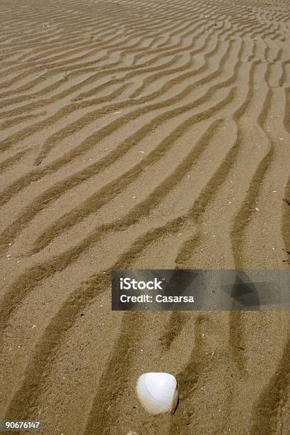 Mexilhão Na Areia - Fotografias de stock e mais imagens de Areia - Areia, Beira d'Água, Bivalve