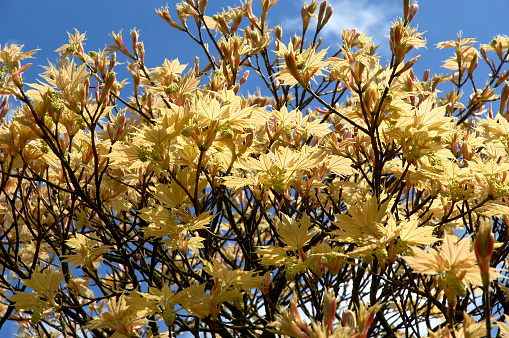 golden japanese acer tree leaves against a blue sky