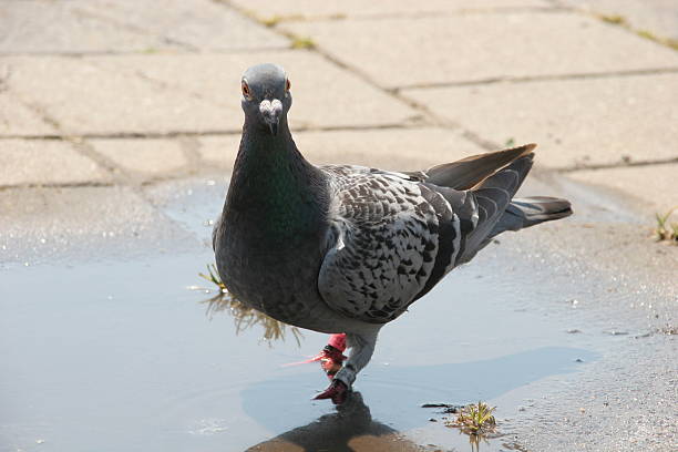 Pidgeon in a puddle stock photo