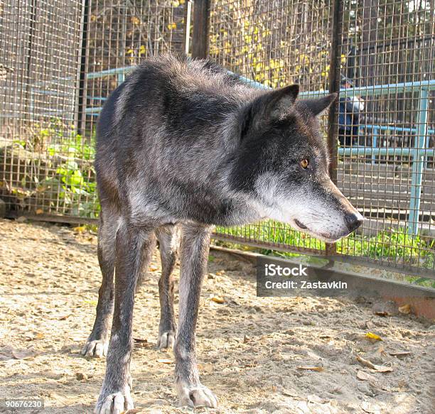 Lobo Canadiense Foto de stock y más banco de imágenes de Animal - Animal, Animales cazando, Animales en cautiverio