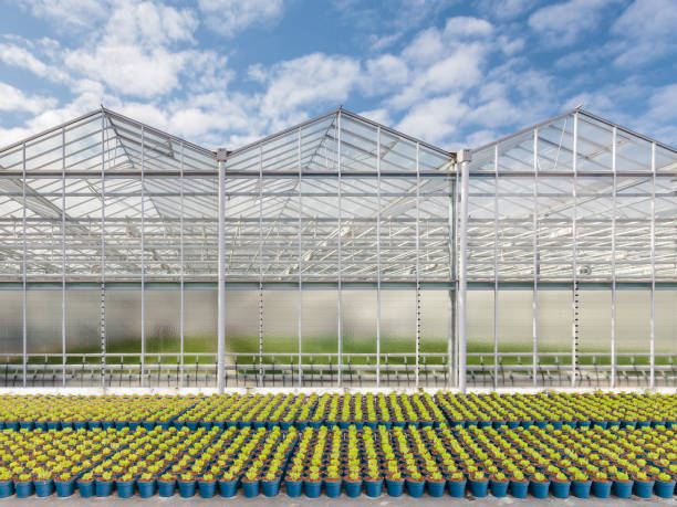New greenhouse in The Netherlands with plant pots in front