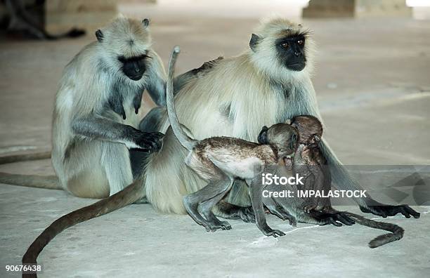 하누만 Langurs 0명에 대한 스톡 사진 및 기타 이미지 - 0명, 네팔, 도시 생활