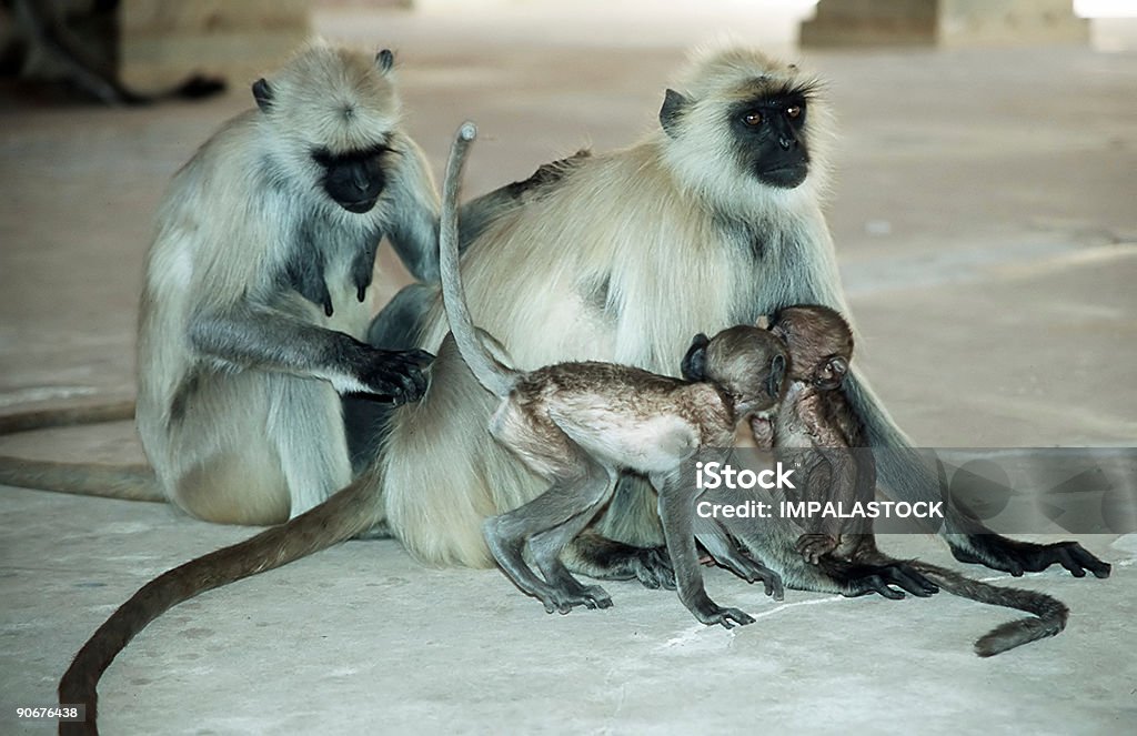 Hanuman Langurs - Foto de stock de Amizade royalty-free