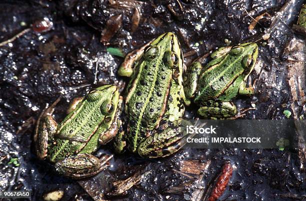 Ranas Foto de stock y más banco de imágenes de Hacer cola - Hacer cola, Rana, Agua