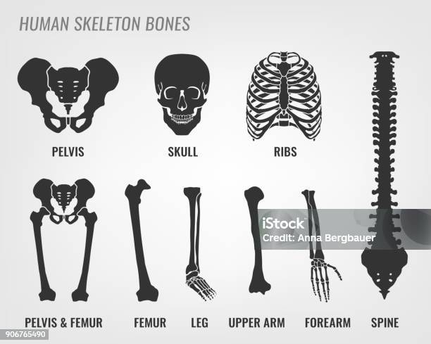 Os De Squelette Humains Vecteurs libres de droits et plus d'images vectorielles de Os - Os, Col du fémur, Vectoriel