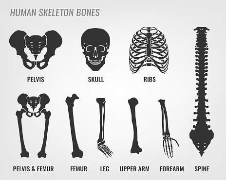 Human skeleton bones. Vector illustration in flat style with bones names isolated on a light grey background.