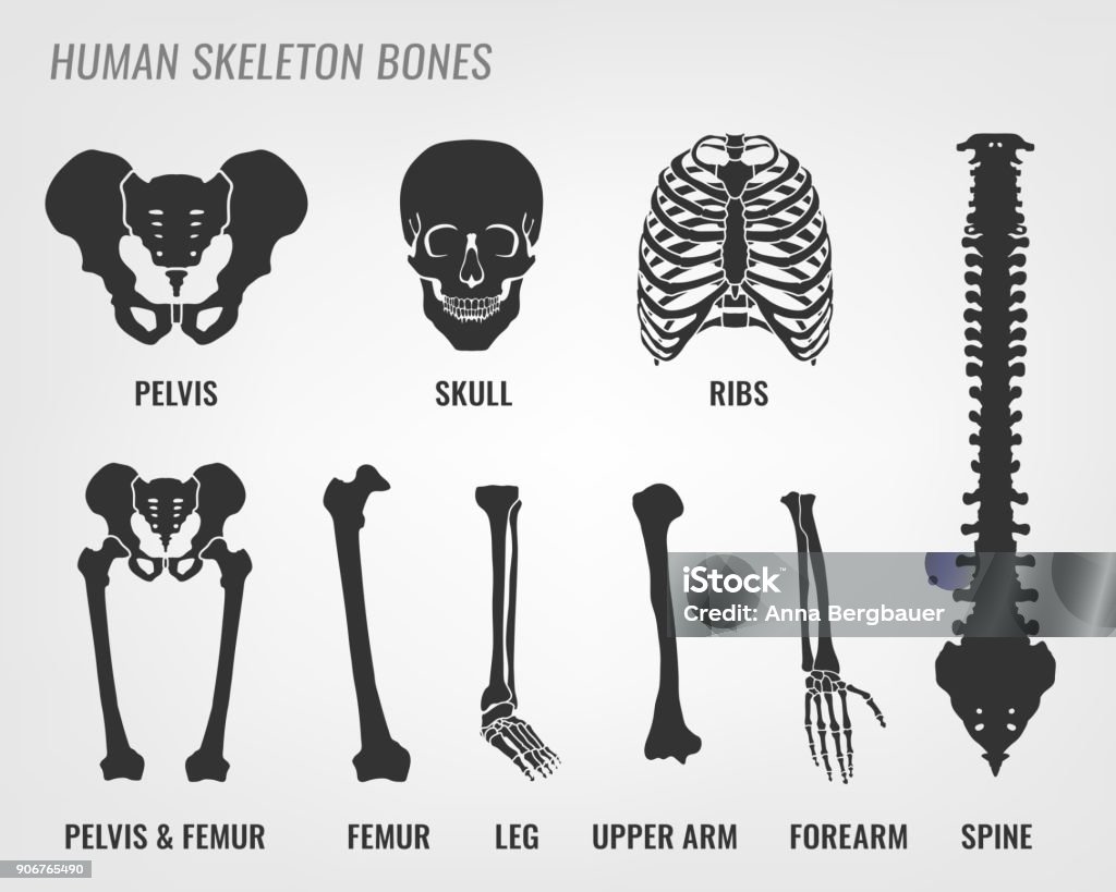 Human skeleton bones Human skeleton bones. Vector illustration in flat style with bones names isolated on a light grey background. Bone stock vector