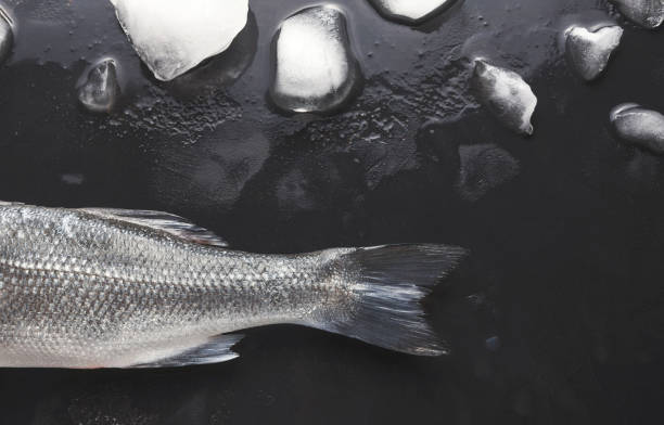 istock Fresh sea bass on black background 906765906