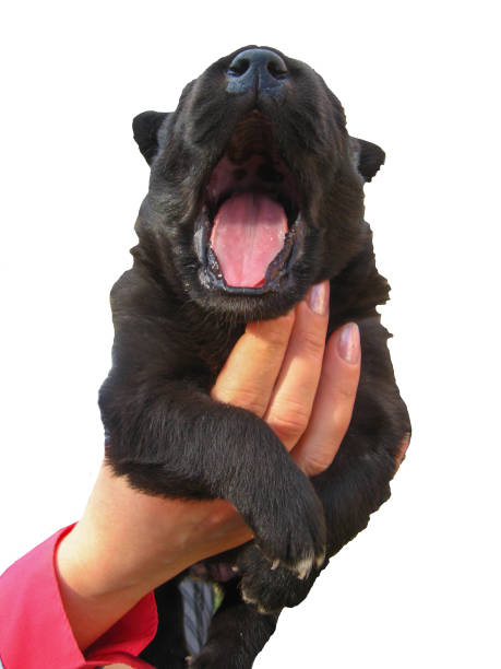 istock big black puppy in the hands 906769118