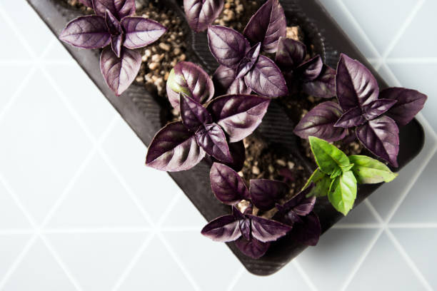 istock basil plant fresh ingredients to your kitchen 906770132