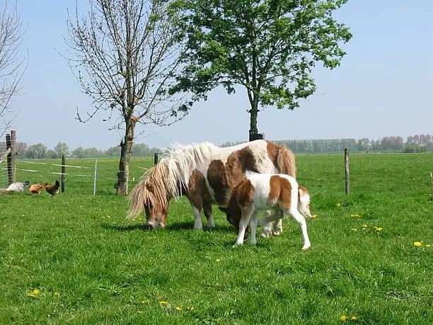 little pony on the farm.