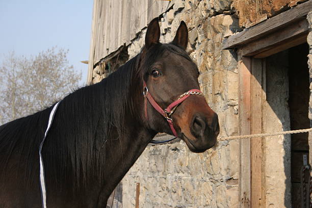 pretty horse stock photo