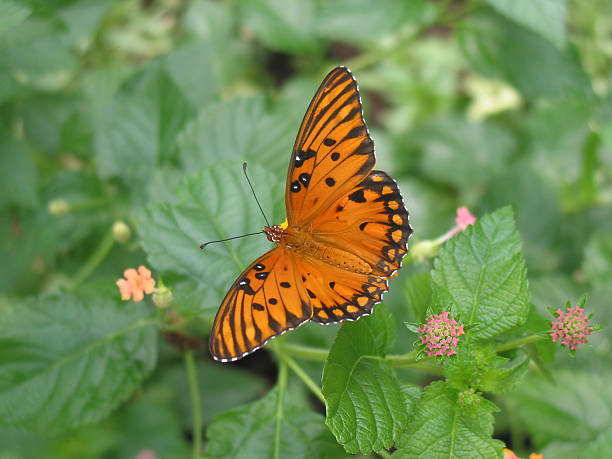 istock Gulf Fritillary Butterfly 90677438