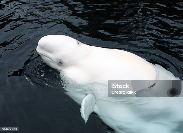 Beluga Whale Foto de stock y más banco de imágenes de Beluga - Beluga, Ártico, Acuario - Recinto para animales en cautiverio