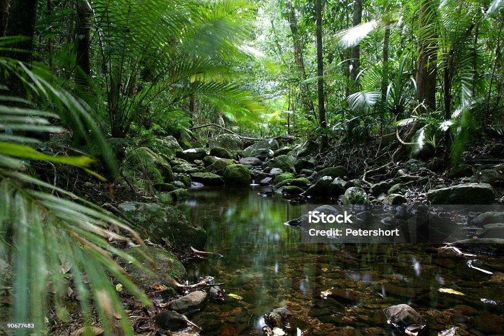 Tropical_Rain_Forest  Forest Stock Photo