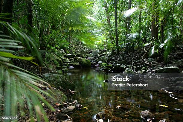 Tropicalrainforest Stock Photo - Download Image Now - Forest, Queensland, Tropical Climate