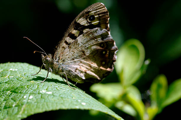 istock macro of butterfly on leaf eye in focus watching you 90677577