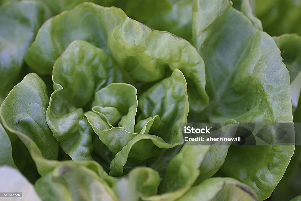 Salat - Lizenzfrei Blatt - Pflanzenbestandteile Stock-Foto