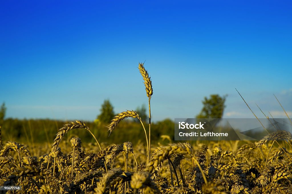 Tutti maturo e pronto - Foto stock royalty-free di Agricoltura
