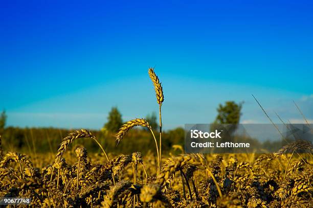 Tutti Maturo E Pronto - Fotografie stock e altre immagini di Agricoltura - Agricoltura, Ambientazione esterna, Blu