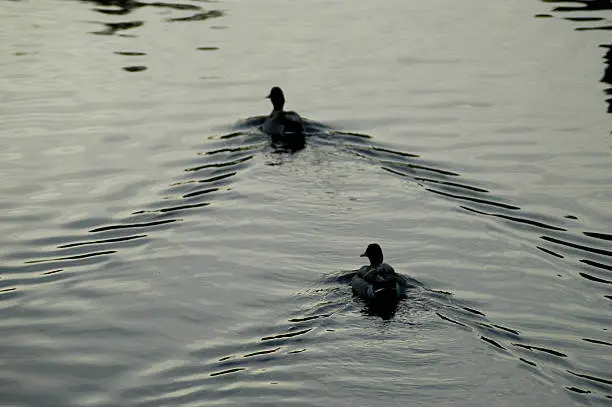 Photo of Ducks Swim Away