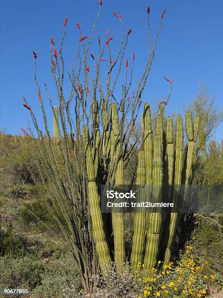 Photo libre de droit de Cactus En Tuyaux Dorgue banque d'images et plus d'images libres de droit de Arbre - Arbre, Arizona, Buisson d'épines