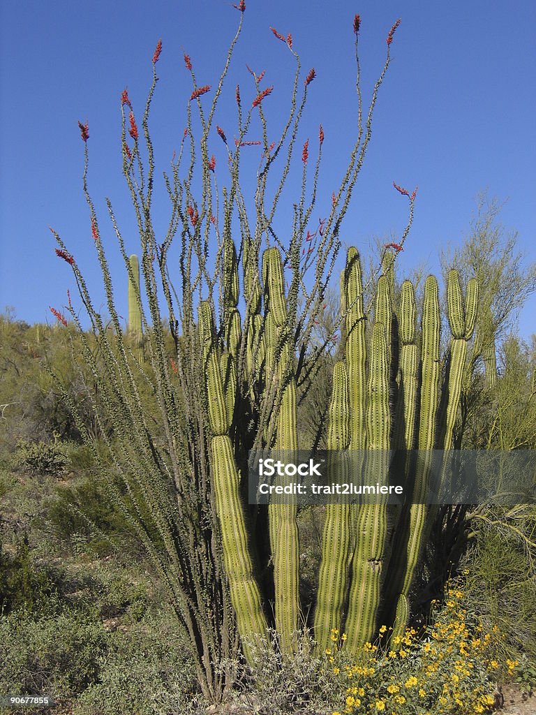 Кактус труба органа - Стоковые фото Ocotillo Cactus роялти-фри