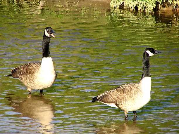 Gansos pareja waddle - foto de stock