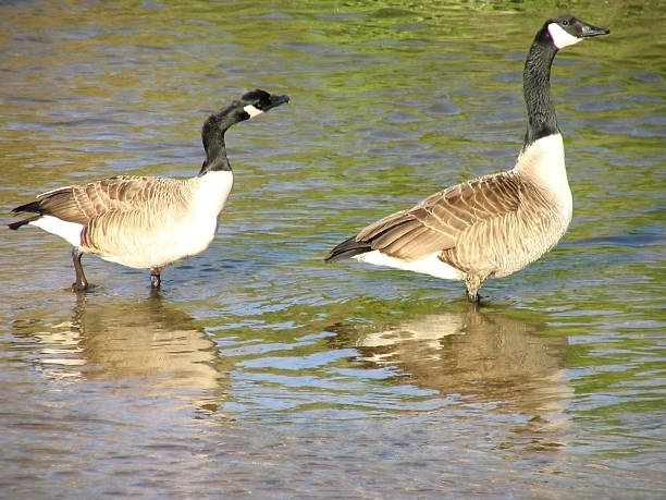 istock Pair of geese in the creek 90677865