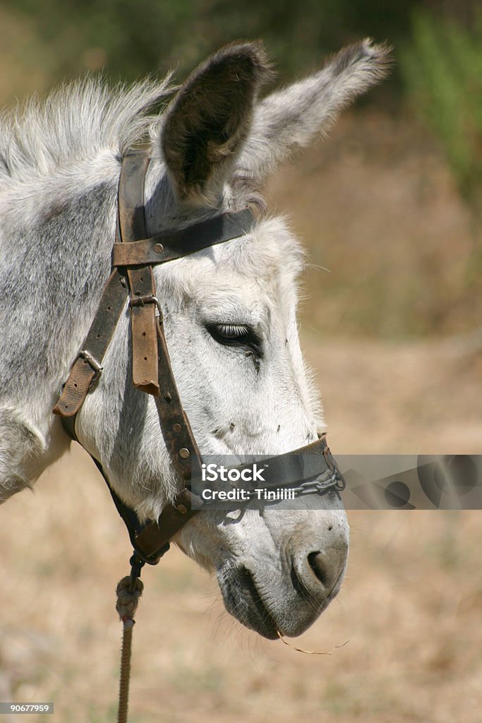 CRETA/Somaro - Foto stock royalty-free di Agricoltura