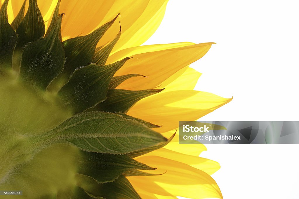 Girasol sobre blanco - Foto de stock de Amarillo - Color libre de derechos