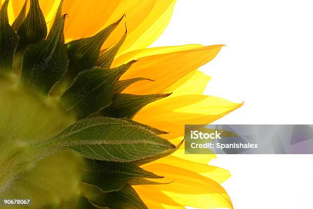 Girasol Sobre Blanco Foto de stock y más banco de imágenes de Amarillo - Color - Amarillo - Color, Bajo - Posición descriptiva, Blanco - Color