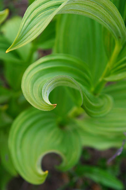 альпийский зеленый - leaf plant twisty twisted стоковые фото и изображения