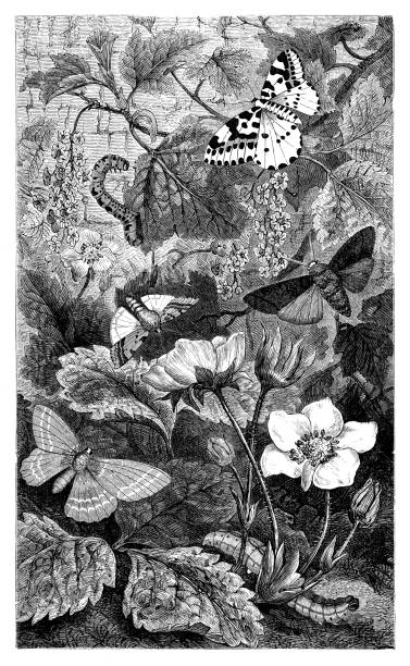 moths - victorian style engraved image lepidoptera wildlife点のイラスト素材／クリップアート素材／マンガ素材／アイコン素材